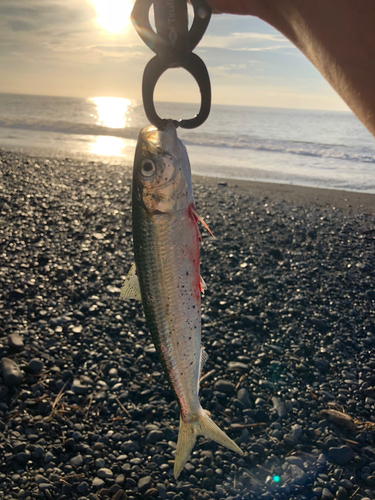 ウルメイワシの釣果