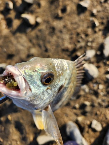 キビレの釣果