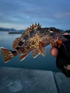 ガシラの釣果