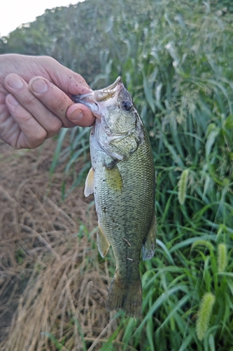 ラージマウスバスの釣果