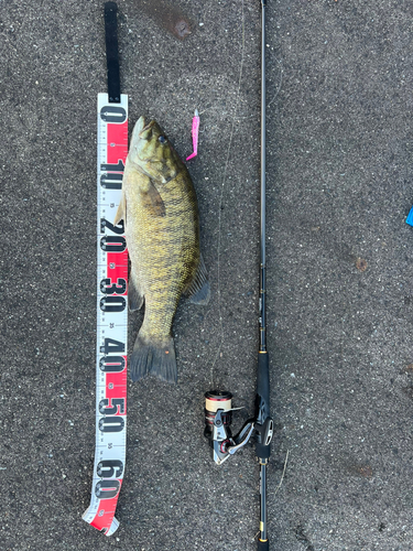 スモールマウスバスの釣果