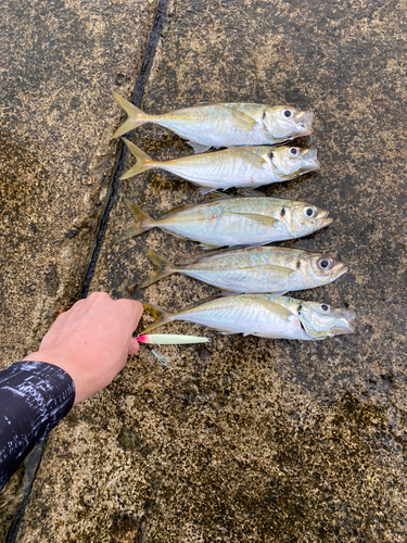 アジの釣果