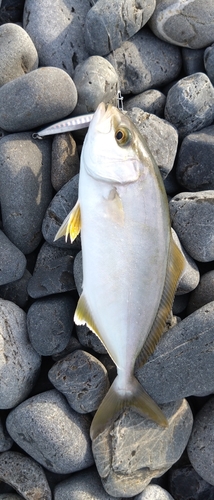 ショゴの釣果