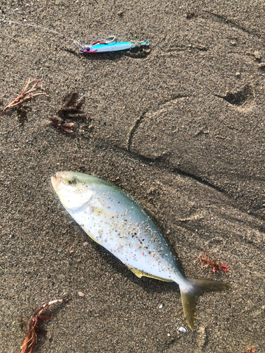 イナダの釣果