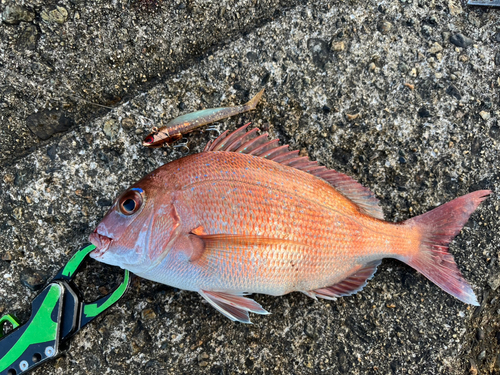 マダイの釣果