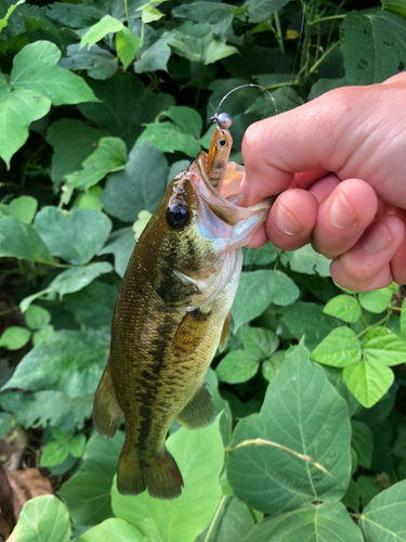 ブラックバスの釣果