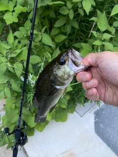 ラージマウスバスの釣果