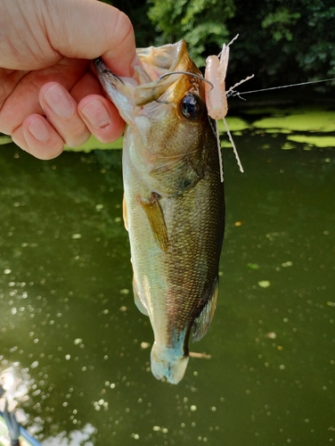 ブラックバスの釣果