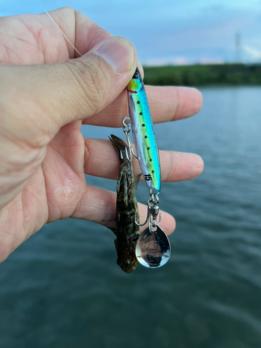 ツバスの釣果