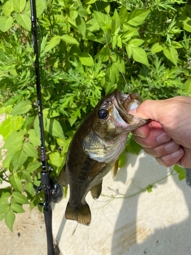 ラージマウスバスの釣果