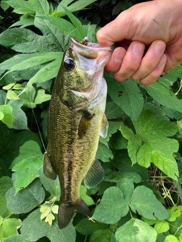 ブラックバスの釣果