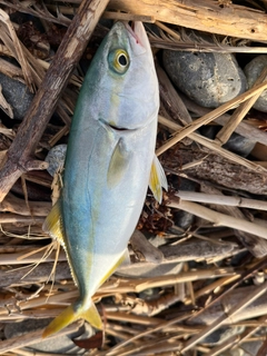 ワカシの釣果