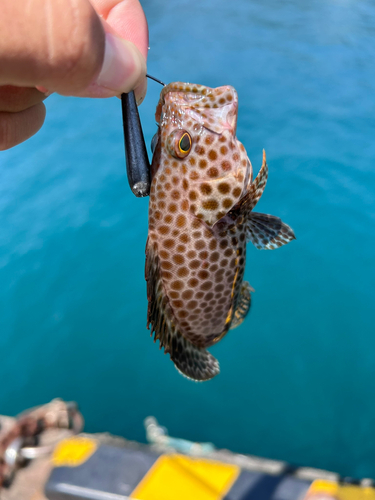 オオモンハタの釣果