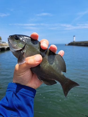 メジナの釣果