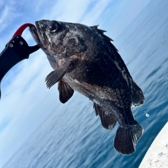 クロソイの釣果