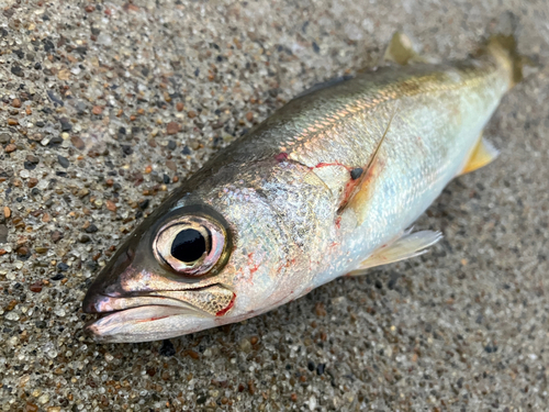 ムツの釣果