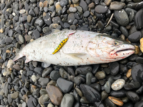 サクラマスの釣果