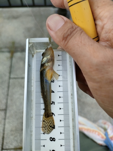 マハゼの釣果