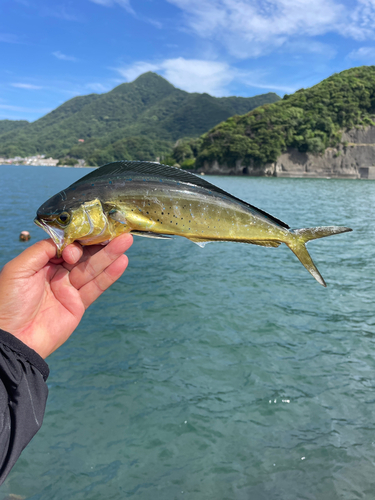 シイラの釣果