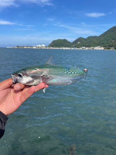 マルソウダの釣果