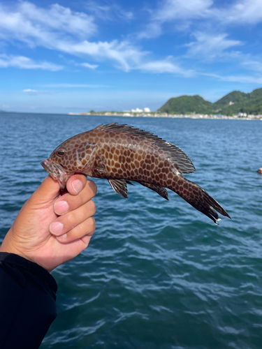 オオモンハタの釣果