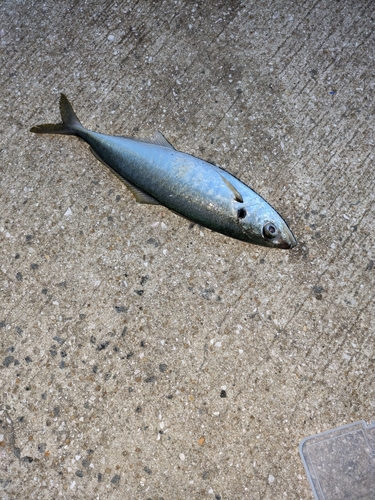 マルアジの釣果