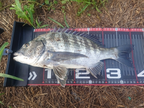 クロダイの釣果