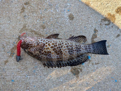 オオモンハタの釣果