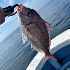 ハナダイの釣果