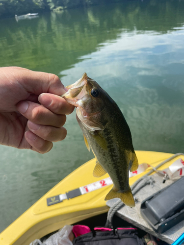 ラージマウスバスの釣果