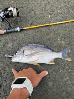 キビレの釣果