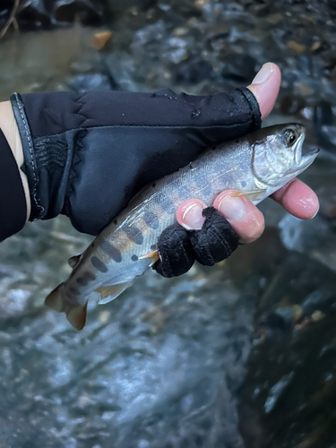 ヤマメの釣果