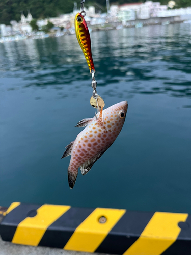 オオモンハタの釣果