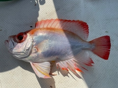 ミナミキントキの釣果