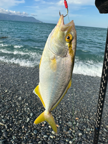 ショゴの釣果