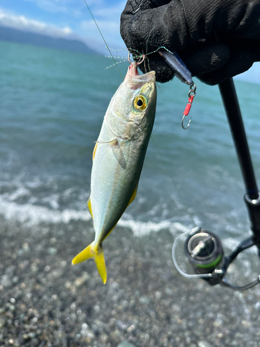 ワカシの釣果