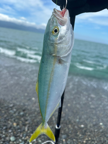 ワカシの釣果