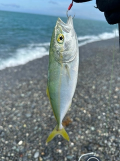 ワカシの釣果