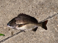 チヌの釣果