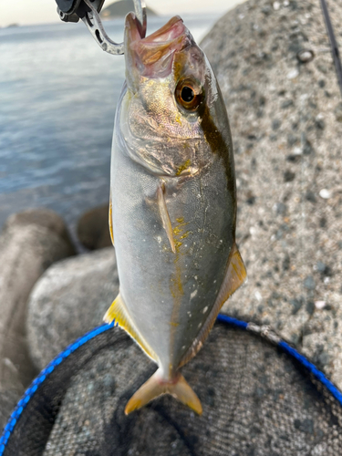 ネリゴの釣果