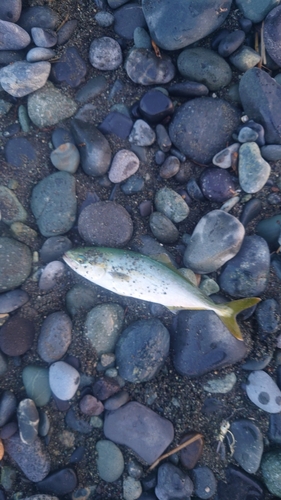 ワカシの釣果