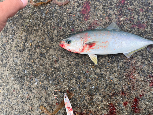 ワカシの釣果