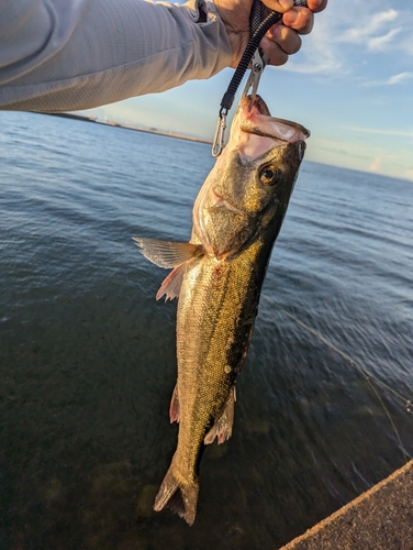 スズキの釣果