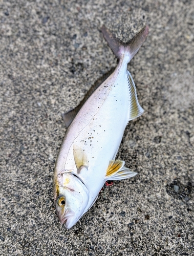 ショゴの釣果