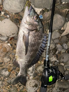 チヌの釣果