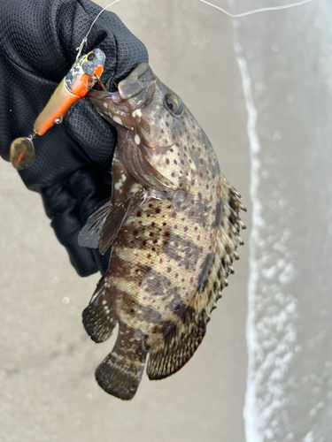 ハタの釣果