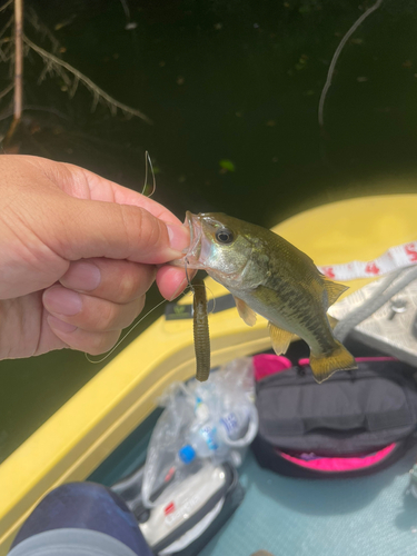 ラージマウスバスの釣果