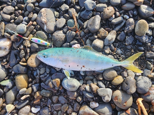 ワカシの釣果