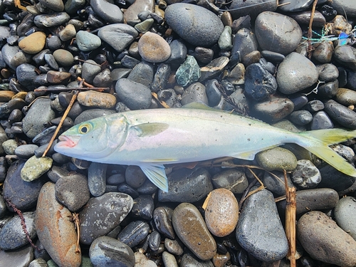 ワカシの釣果