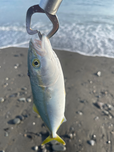 ワカシの釣果